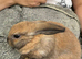 Gorgeous Mini Lop Babies Ready Now!