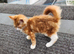 Maine Coon Kitten For Sale