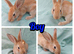 Baby Rabbits Ready for Their Forever Homes