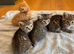 Kittens Devon tabby and ginger