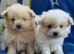 Pompoo puppies