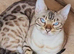 Snow Leopard Bengal Female