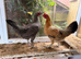Hybrid Laying Hens &ndash; &pound;20 Each