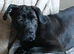 Cane corso x boxer