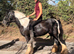 Heavy cob mare
