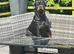 Pedigree German Rottweiler puppies
