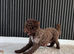 1 beautiful puppy for sale