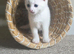 ADORABLE KITTENS FOR THEIR FOREVER HOMES