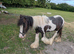 Rescue Cob Colt