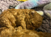 Stunning 100% tiny toy poodles