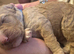 Cockapoo puppies