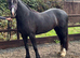 Quality & classy Welsh D Mare