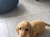 Cream boy long haired mini dachshund pup