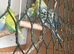Lovely male budgies