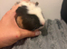 Female 3 month old tame guinea pig