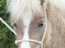 2yr old Miniature Colt