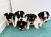 Jack Russell Puppies