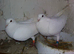Pure white Logan’s racing pigeons high quality birds