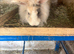 Angora buck/vaccinated