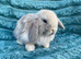 Mini lops