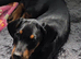 KC reg Dobermann puppy (READY)