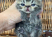 3 beautiful exotic females can be gccf registered if needed