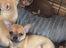 Chihuahua puppies for sale