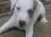 Parson Russell Bitch pup £950 last one