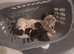 British Shorthair cross kittens