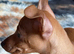 Beautiful Miniature Pinscher Boy