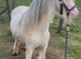 Blagdon colt