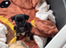 1 gorgeous male pug puppy left