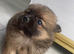 2 loving boy full Pomeranian puppies