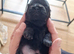 Shih tzu pups