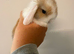 5 gorgeous mini lops