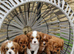 Cavalier King Charles Spaniel!