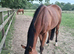 Bay 4yr old mare