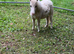 Palomino Shetland filly foal