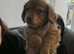 13 week old chiweenie