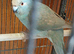 Male Blue Kakariki