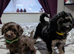 Cockapoo pups f2b boys