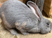 Continental giant rabbit Benjamin
