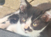 3 cute kittens