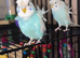 HELLICOPTER BUDGIES