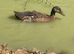 Indian runner ducks - 6 weeks old NN1