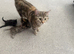 Kittens for sale