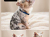 Fluffy French bulldogs