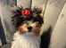 Beautiful tiny little fluffy puppies 2 girls Last girl left!