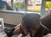 4 year old blue and tan female