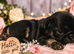 Exotic Pug puppies